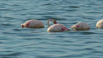 Flock of Flamingos Feeding in the Salt Lake video