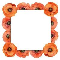 Watercolor square frame arrangement with hand drawn summer bright red poppy flowers. Isolated on white background. Design for invitations, wedding, love or greeting cards, paper, print, textile vector