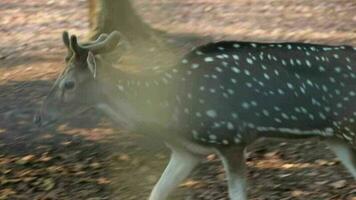 Rusa Totol with the scientific name Axis axis at Zoo in Raguna. Other names are Spotted deer, Chital deer, or Axis deer, video