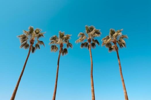 Beautiful row of palm trees standing tall against a clear blue sky photo