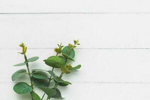 Leaf bouquet on white table background for nature decoration and springtime concept photo