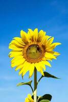 Sunflower against clear blue sky background photo