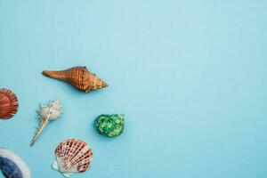 Sea shells on blue background photo