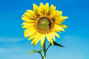 Sunflower against clear blue sky background photo