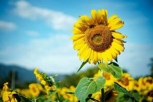 Sunflower field against cloudy blue sky background photo