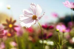 Beautiful pink cosmos flower blooming in the garden photo