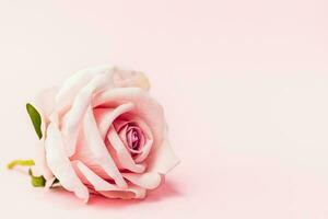 Artificial sweet pink rose on pink background photo