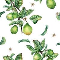 Branch of tree and single guava fruit watercolor seamless pattern isolated on white background. Green leaves, flowers of guajava hand drawn. Design for wrapping, packaging, fabric, paper, textile vector