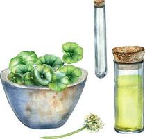 centella asiatica, esencial aceites, Roca cuenco acuarela ilustración aislado en blanco. Roca mortero, vaso matraz, prueba tubo, te tengo kola, reajuste salarial mano dibujado. diseño elemento para paquete, etiqueta, envase vector