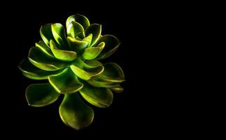 Succulent plant close-up fresh leaves detail of Echeveria Melaco photo