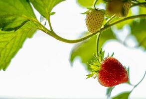 fresas frescas no han sido recolectadas de una planta de fresas foto