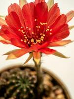 Red color delicate petal with fluffy hairy of Echinopsis Cactus flower photo