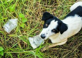 Dog eating food in plastic bag photo