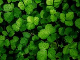 The Mock Strawberry plant for ground cover in the garden photo