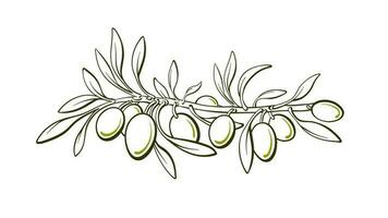 Olive art line symbol. Graphic sketch vector