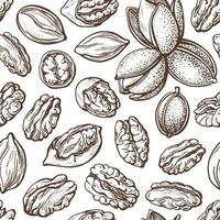 Pecan nut seamless pattern Vector drawn old sketch
