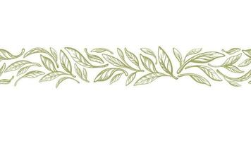 Leaves border. Olive, laurel greek seamless print vector