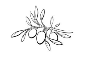 Olive. Vector bio illustration Hand drawn graphic