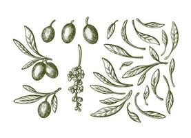 Vector olive sketch set. Hand drawn illustration