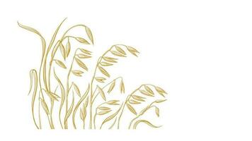 Golden oats. Gathering grains on the field. Sketch vector