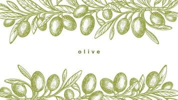 Olive border, engraving. Vector leaves, oil fruits