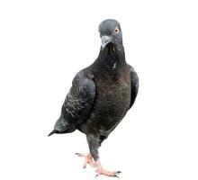 Single black wild pigeon standing and looking down the ground isolated on white background with clipping path photo