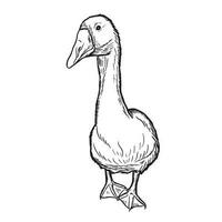 Goose engraving vector illustration isolated on white background. Sketch hand drawn front view.Farming.