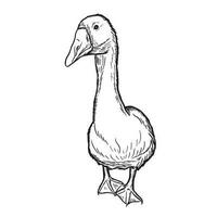 Goose engraving vector illustration isolated on white background. Sketch hand drawn front view.Farming.