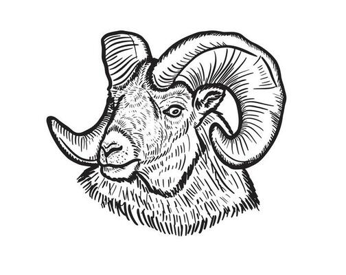 Hand drawn sketch portrait of ram sheep. Vector illustration.Farming livestock
