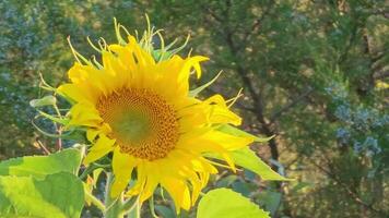 een detailopname van een zonnebloem groeit in een veld- verlichte door de instelling zon. zonnebloem Bij zonsondergang. video