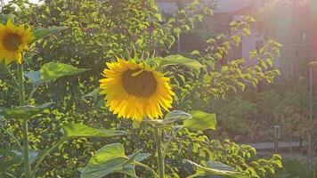 un de cerca de un girasol creciente en un campo iluminado por el ajuste Dom. girasol a puesta de sol. video