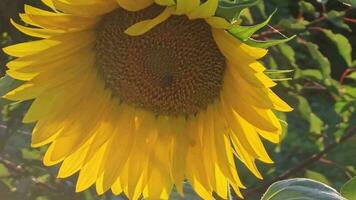 ein Nahansicht von ein Sonnenblume wachsend im ein Feld beleuchtet durch das Rahmen Sonne. Sonnenblume beim Sonnenuntergang. video