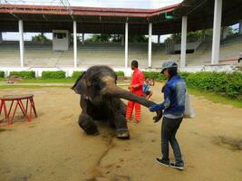 Feeding poor Thai elephant, Samut Prakan, Thailand photo