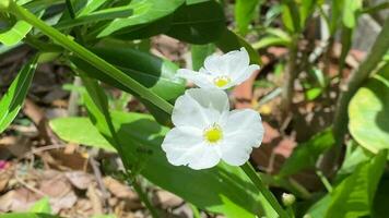 Beautiful flowers, elegant white flowers are blooming on a beautiful background, The flowers that bloom in the garden look beautiful and elegant. Makes you feel refreshed like in touch with nature. video