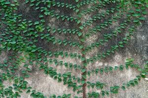 Green climber or creeper climbing on old dirty concrete wall used for natural background or texture. photo