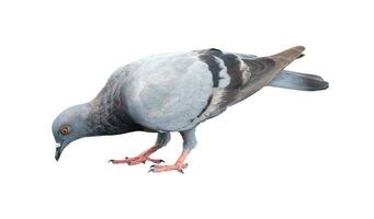 Single wild pigeon standing and looking down the ground to find out feed isolated on white background with clipping path. photo