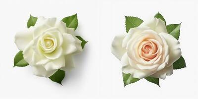 A top view of a blooming rose. Isolated white background. AI Generated. photo