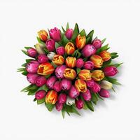 A top view of a tulip garden. Isolated white background. . photo