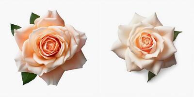 A top view of a blooming rose. Isolated white background. AI Generated. photo