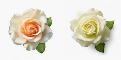A top view of a blooming rose. Isolated white background. AI Generated. photo