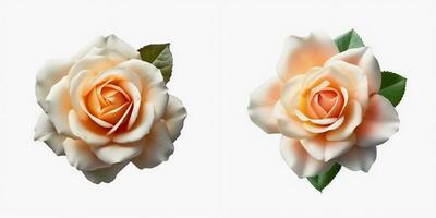 A top view of a blooming rose. Isolated white background. AI Generated. photo