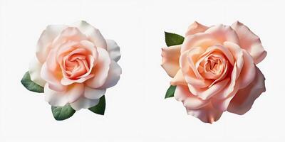 A top view of a blooming rose. Isolated white background. . photo