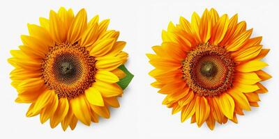 A top view of a vibrant sunflower. Isolated white background. AI Generated. photo