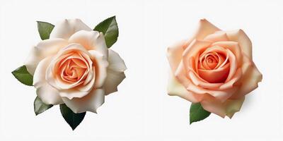 A top view of a blooming rose. Isolated white background. AI Generated. photo