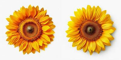 A top view of a vibrant sunflower. Isolated white background. AI Generated. photo