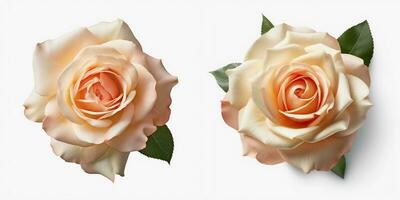 A top view of a blooming rose. Isolated white background. AI Generated. photo