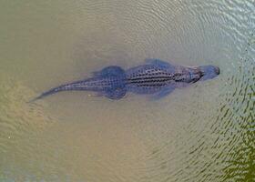 An adult American Alligator photo