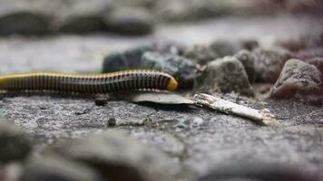 The yellow milipede. It was walking for food in a small pile of rock video