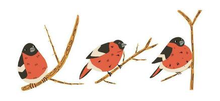 Set of bullfinch birds on branches. Vector illustration in hand drawn style