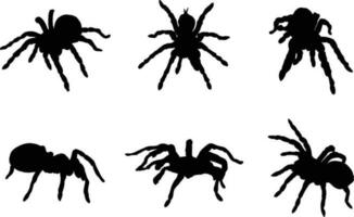 A collection of Tarantulas in various positions vector